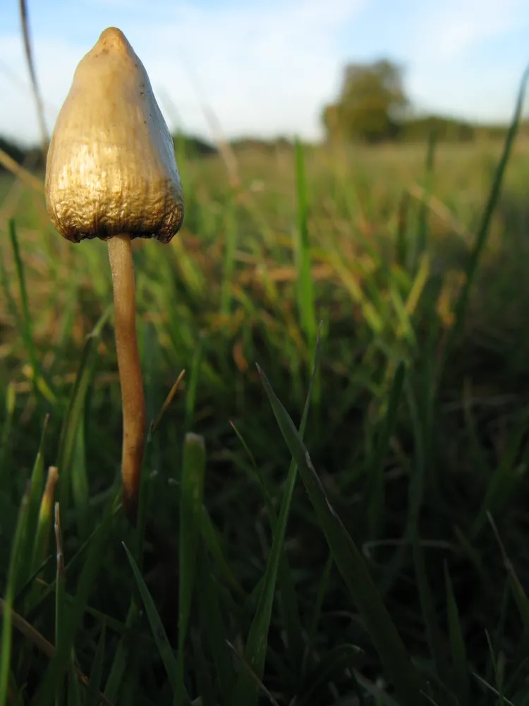 Псилоциба напівланцетовидна (Psilocybe semilanceata)