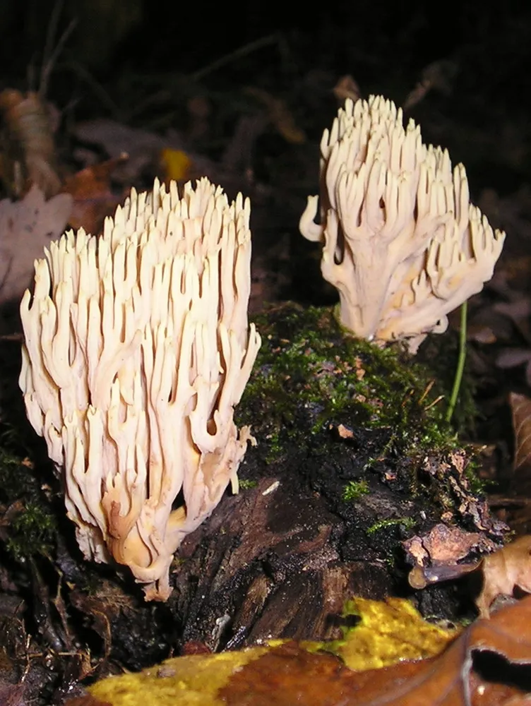Рамарія пряма (Ramaria stricta)