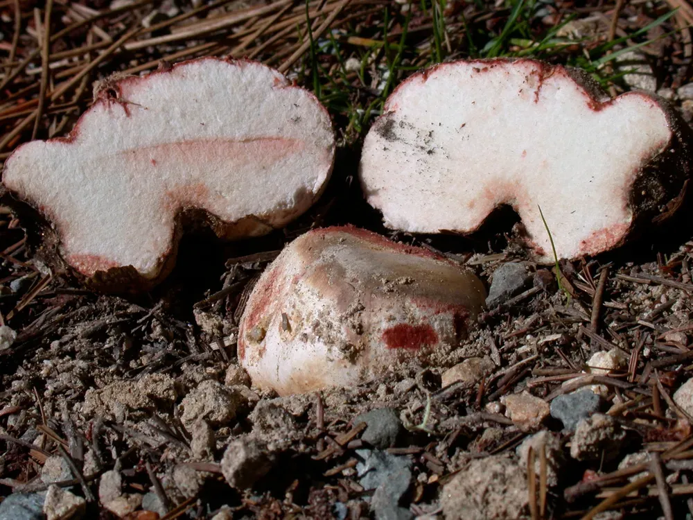 Ризопогон жовтуватий (Rhizopogon roseolus)