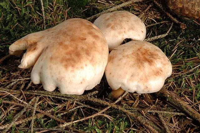 Родоколібія плямиста (Rhodocollybia maculata)