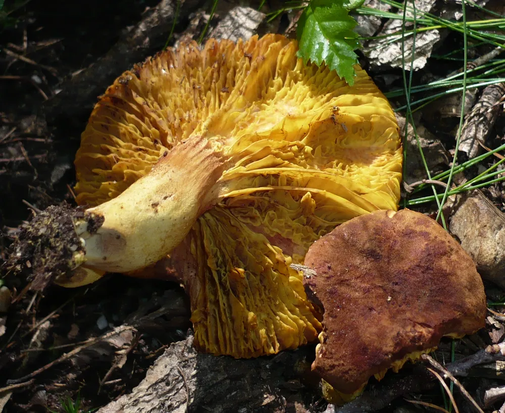 Філопор рожево-золотистий (Phylloporus pelletieri)