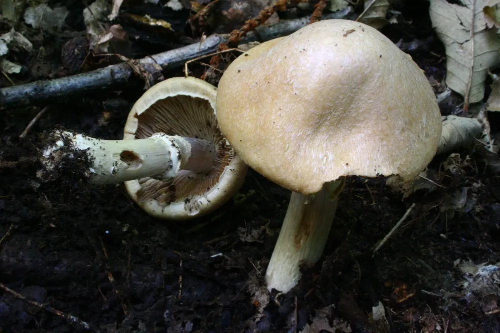 Ковпак (гриб) (Cortinarius caperatus)