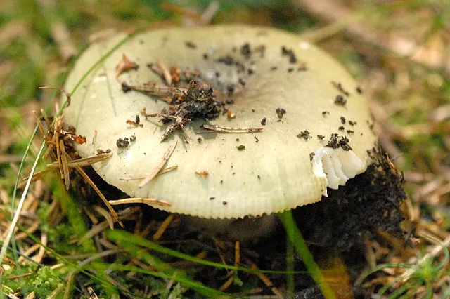 Сироїжка зелена велика (Russula aeruginea)