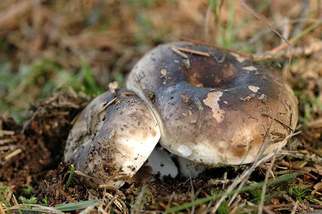 Підгруздок чорніючий (Russula nigricans)