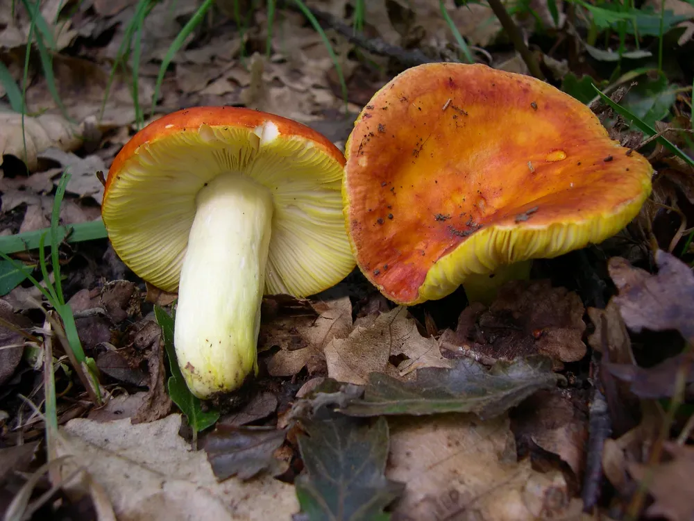 Сироїжка золотиста (Russula aurea)