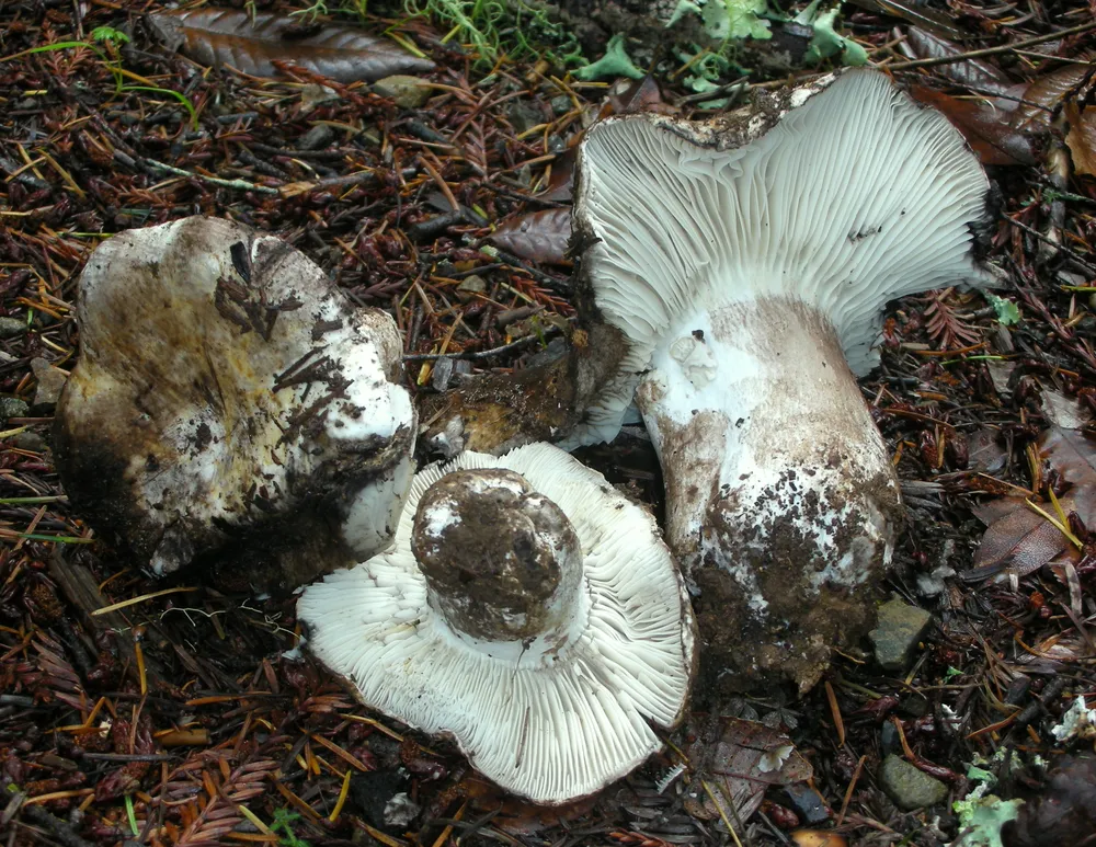 Підгруздок біло-чорний (Russula albonigra)
