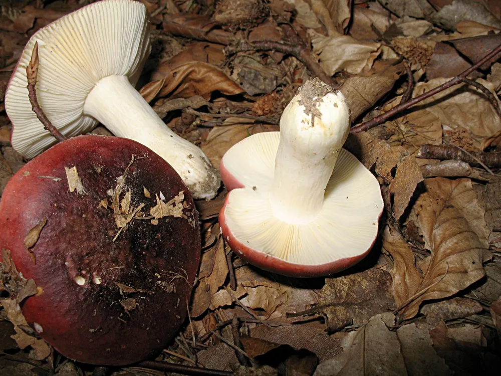 Сироїжка чорно-пурпурова (Russula atropurpurea)