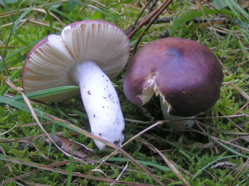 Сироїжка бугорчато-лазурова (Russula caerulea)