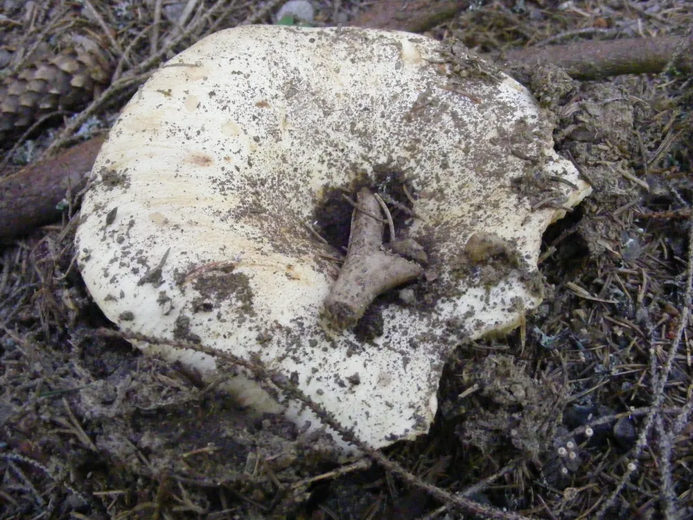 Сироїжка біла (Russula delica)