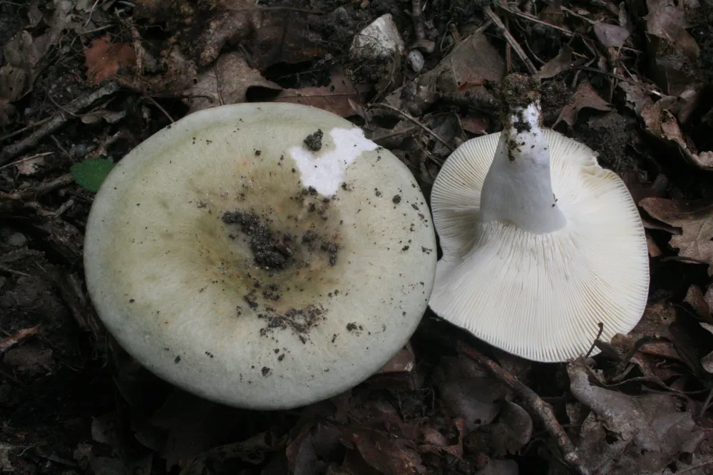 Сироїжка різнопластинчаста (Russula heterophylla)