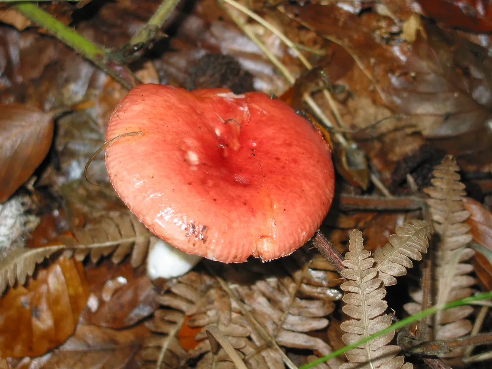 Сироїжка рожева (Russula rosea)