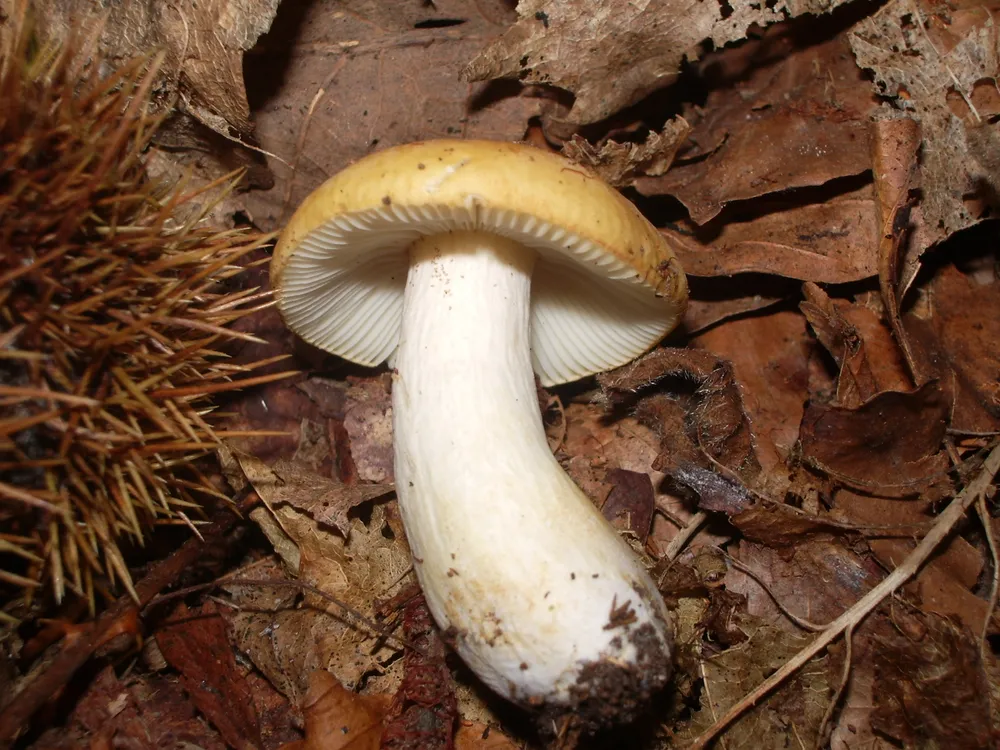 Сироїжка охряно-жовта (Russula ochroleuca)
