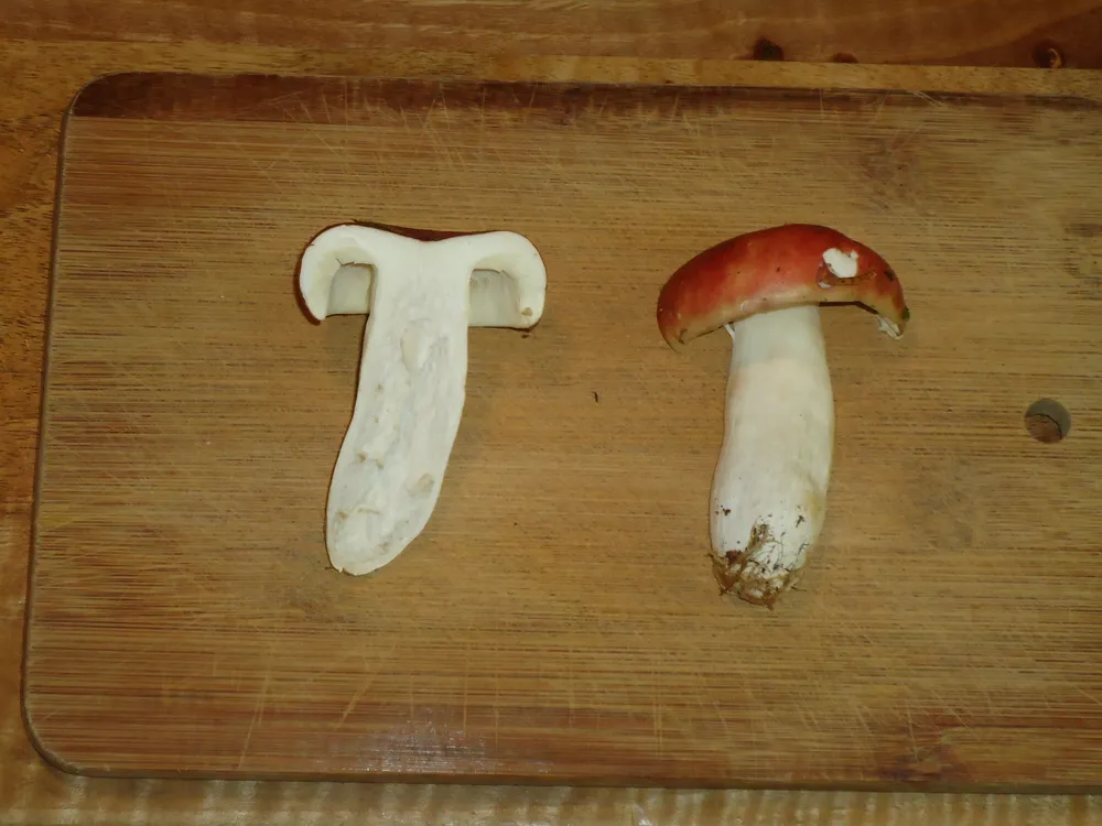 Сироїжка болотяна (Russula paludosa)