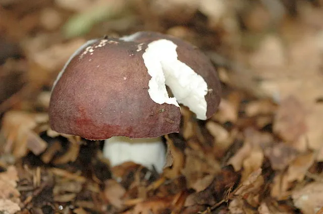 Сироїжка коричневолілова (Russula brunneoviolacea)