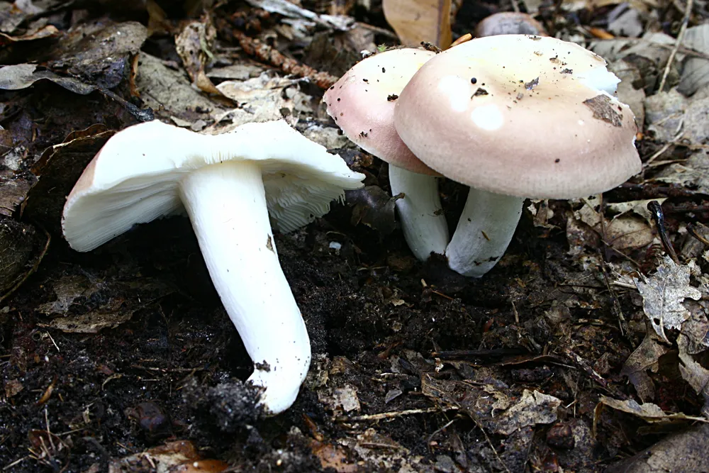 Сироїжка їстівна (Russula vesca)