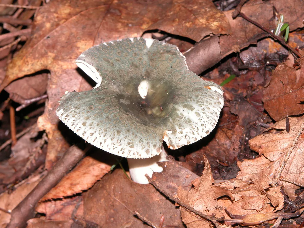 Сироїжка зелена (Russula virescens)