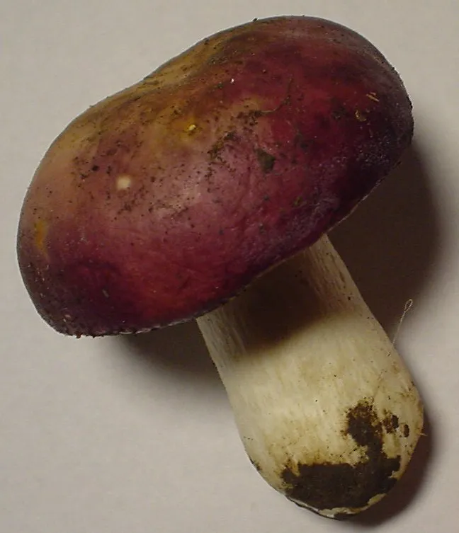Сироїжка вонюча (Russula xerampelina)