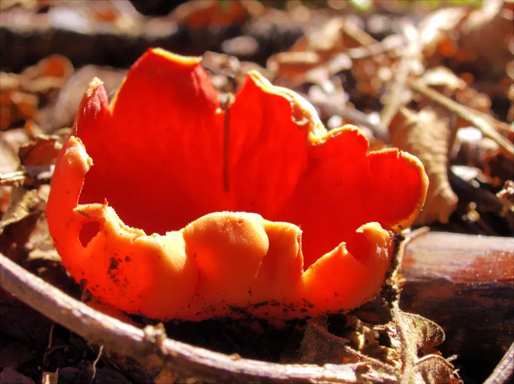 Саркосцифа яскраво-червона (Sarcoscypha coccinea)