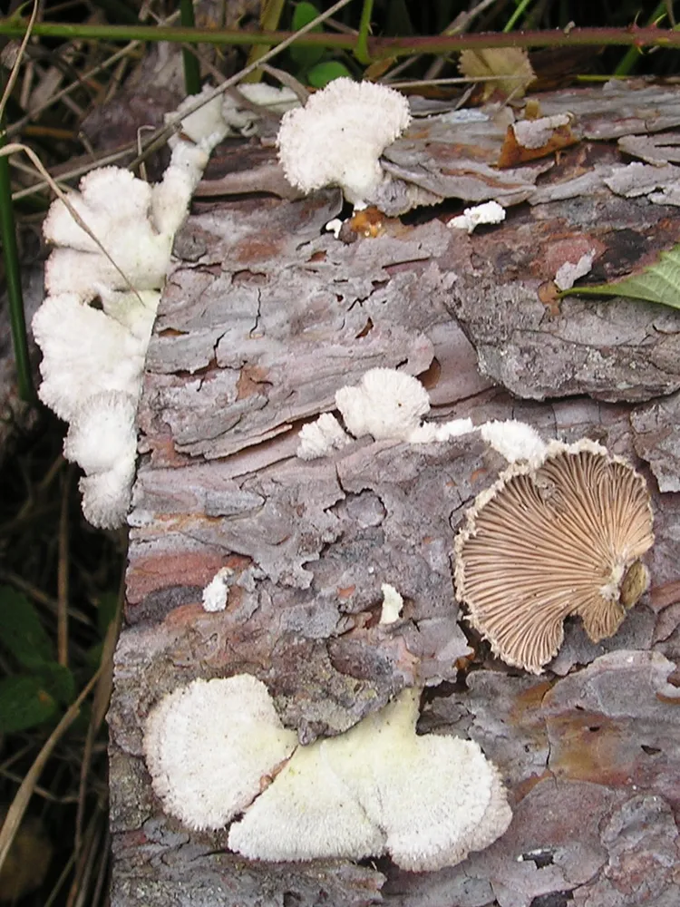 Розщепка звичайна (Schizophyllum commune)