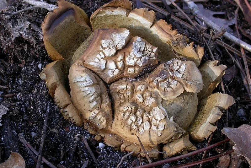Склеродерма зірчаста (Scleroderma geaster)