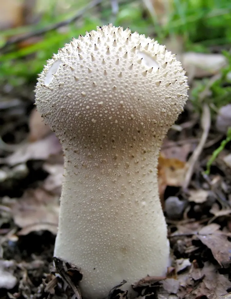Дощовик їстівний (Lycoperdon perlatum)