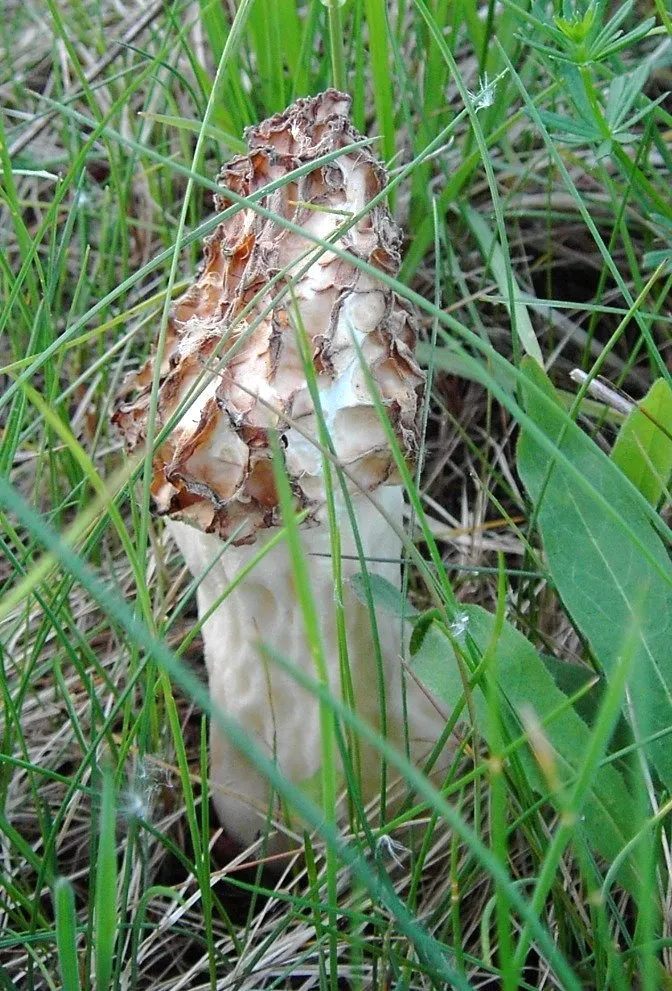 Зморшок товстоногий (Morchella crassipes)