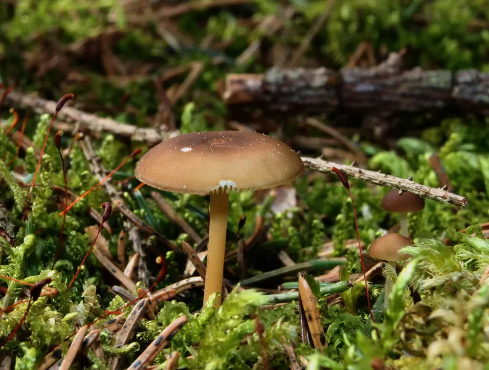 Стробілюрус їстівний (Strobilurus esculentus)