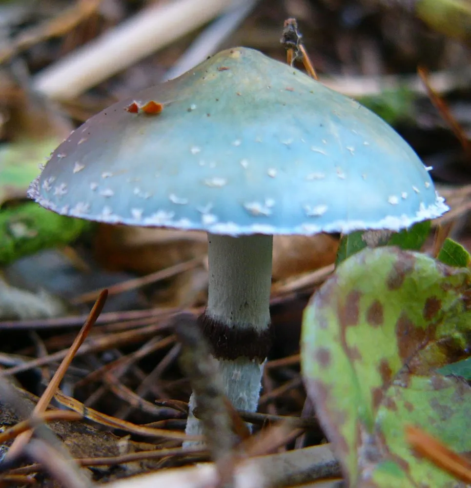 Строфарія синьо–зелена (Stropharia aeruginosa)