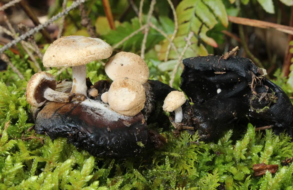 Астерофора дощовикова (Asterophora lycoperdoides)