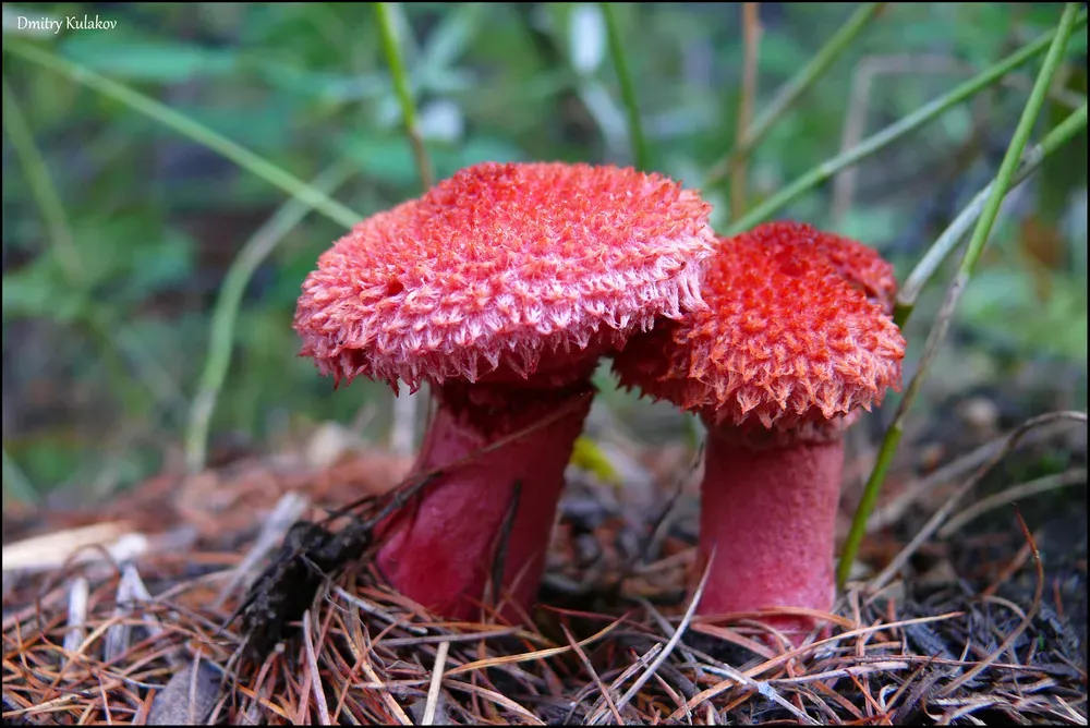 Болетин азіатський (Suillus asiaticus)