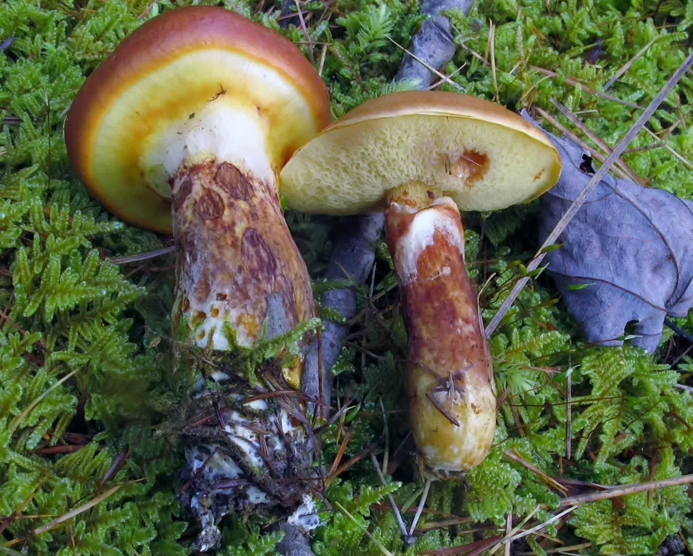Маслюк Клінтона (Suillus clintonianus)