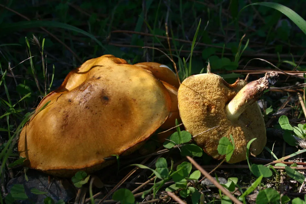 Маслюк зернистий (Suillus granulatus)