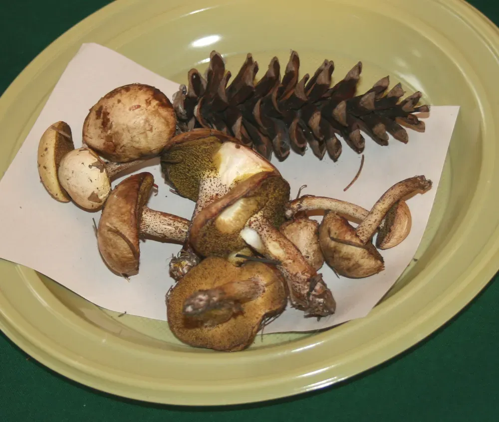 Маслюк білий (Suillus placidus)