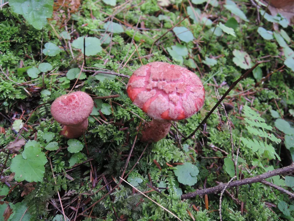 Болетин примітний (Suillus spectabilis)