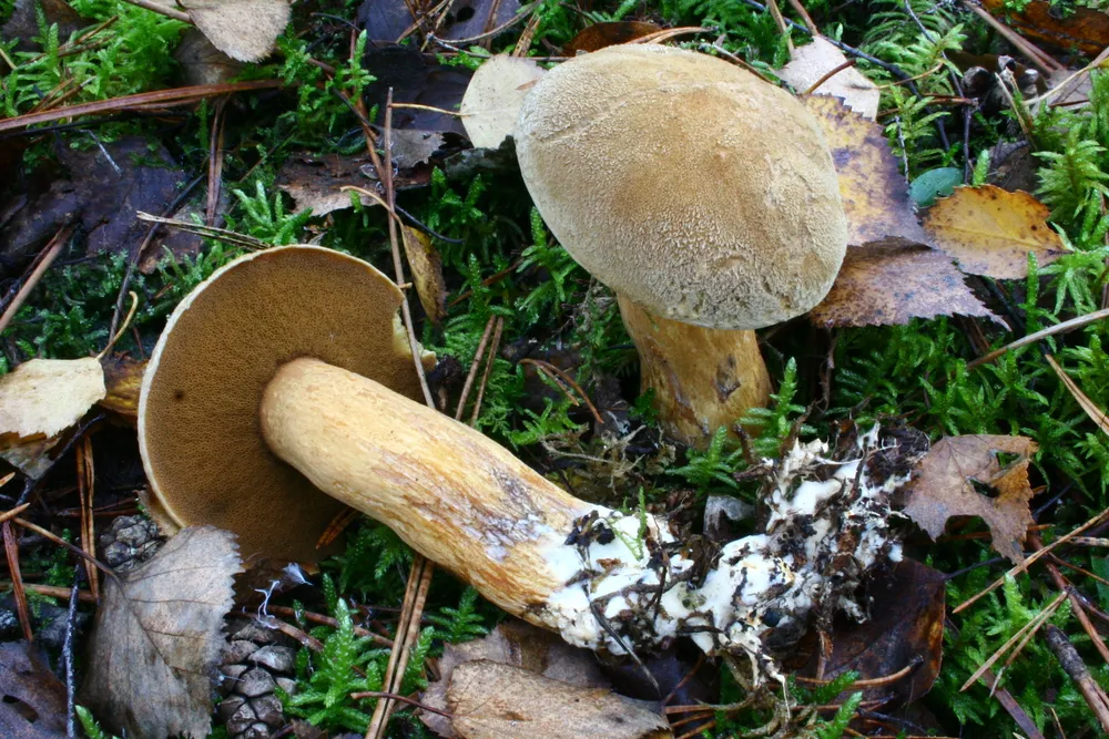 Маслюк жовто-бурий (Suillus variegatus)