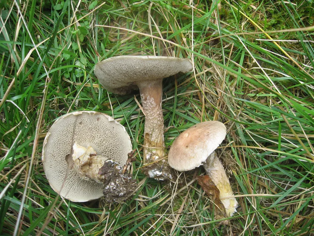 Маслюк слизький (Suillus viscidus)