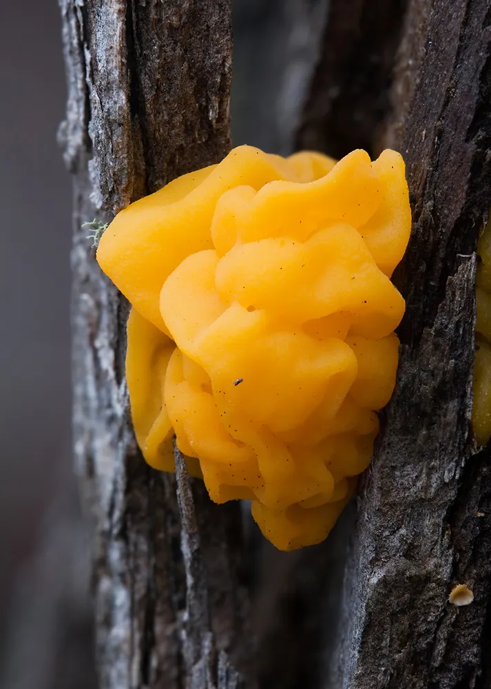 Тремела звивиста (Tremella mesenterica)