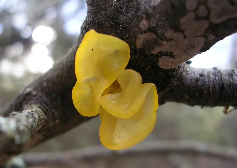 Аурикулярія звивиста (Helvella mesenterica)