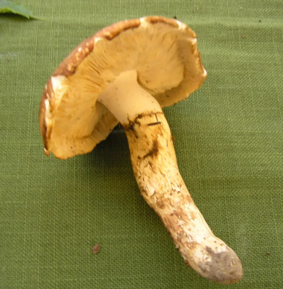 Рядовка взута (Tricholoma caligatum)