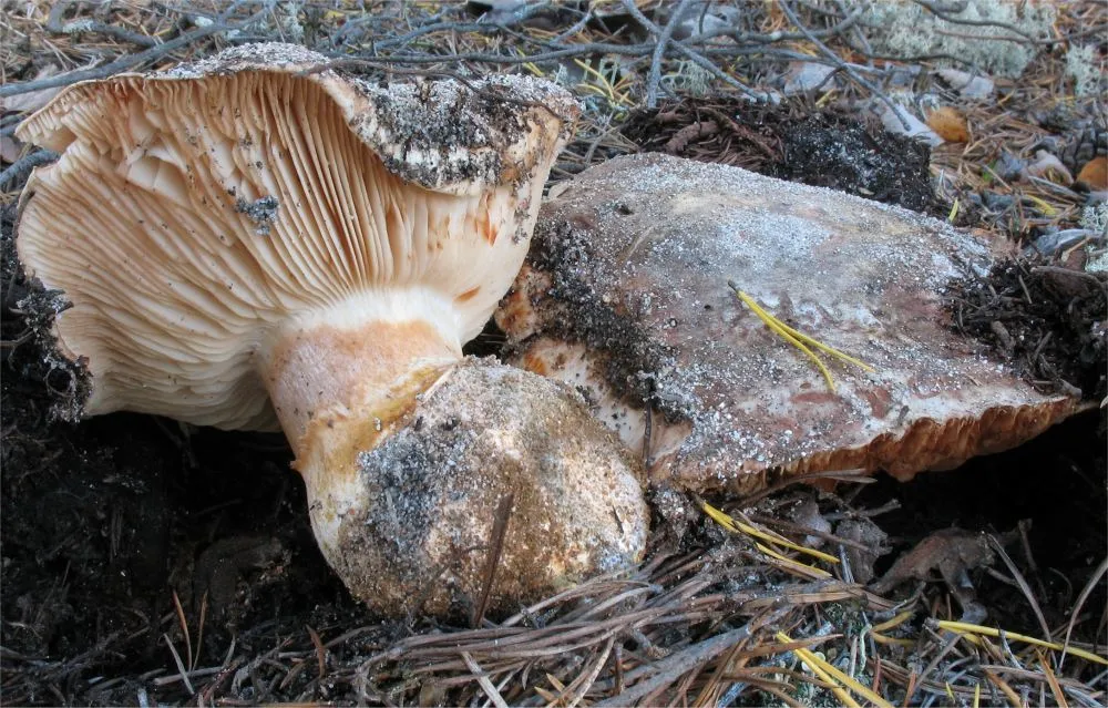 Рядовка величезна (Tricholoma colossus)