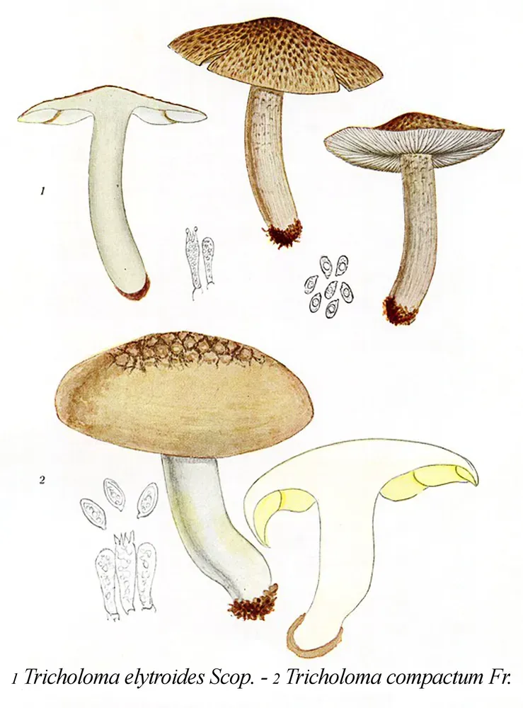 Білосвинуха триколірна (Leucopaxillus tricolor)