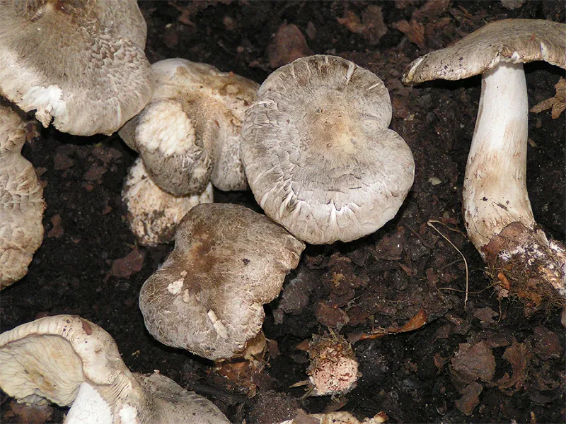 Рядовка тигриста отруйна (Tricholoma pardinum)