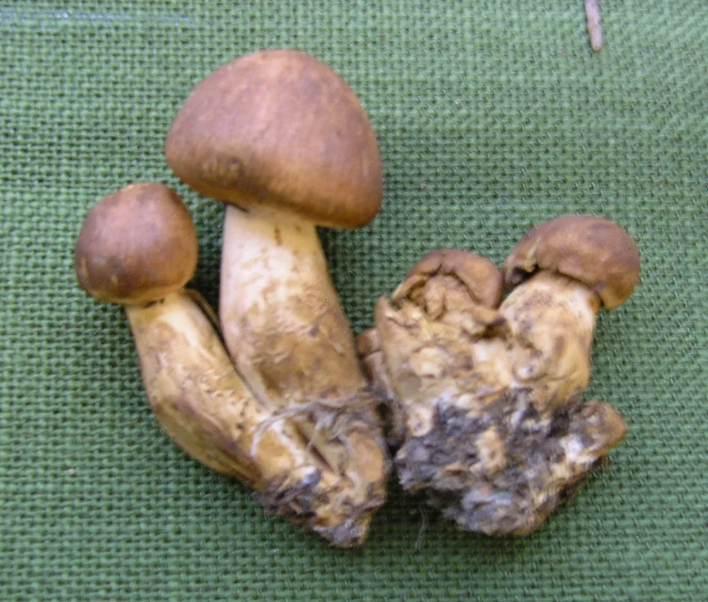 Рядовка коричнева (Tricholoma imbricatum)