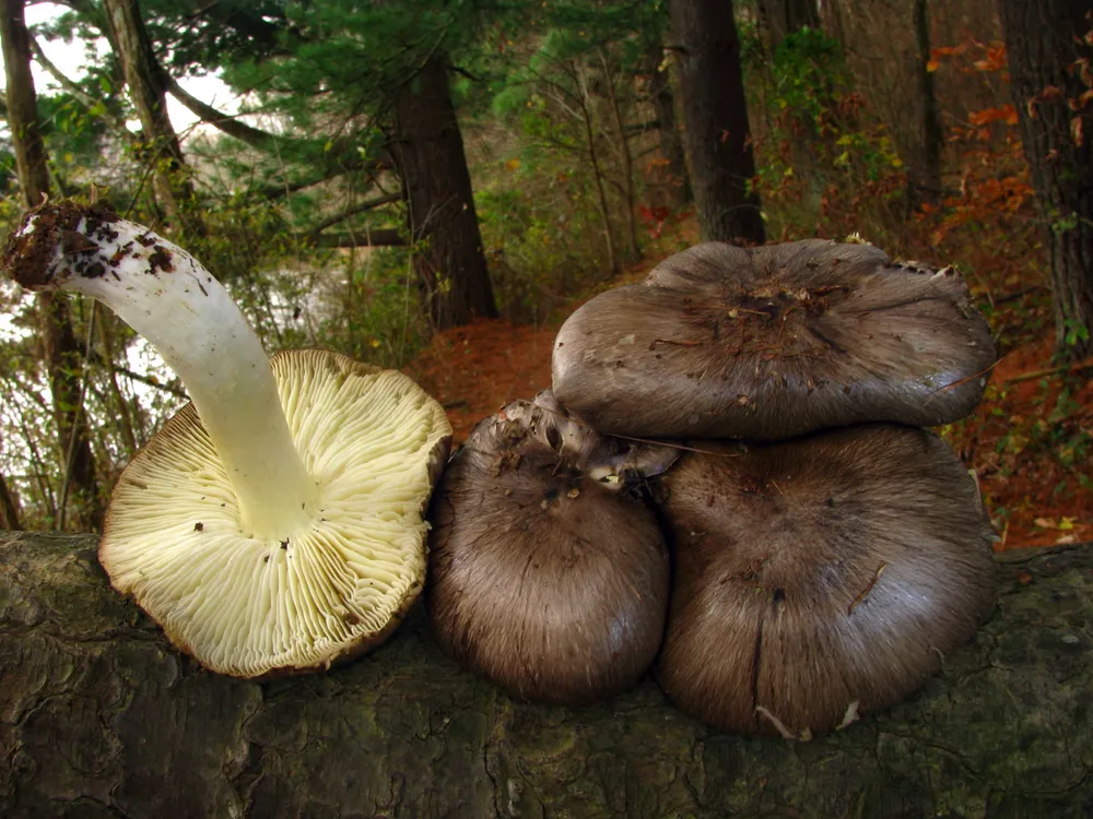 Рядовка темно-сіра (Tricholoma portentosum)