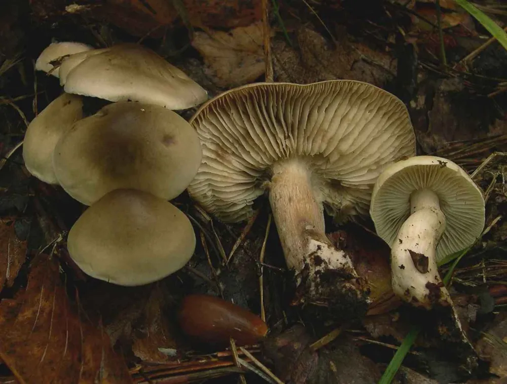 Рядовка сіра (Tricholoma saponaceum)