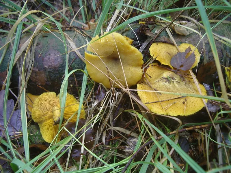 Трихоломопсис гарний (Tricholomopsis decora)