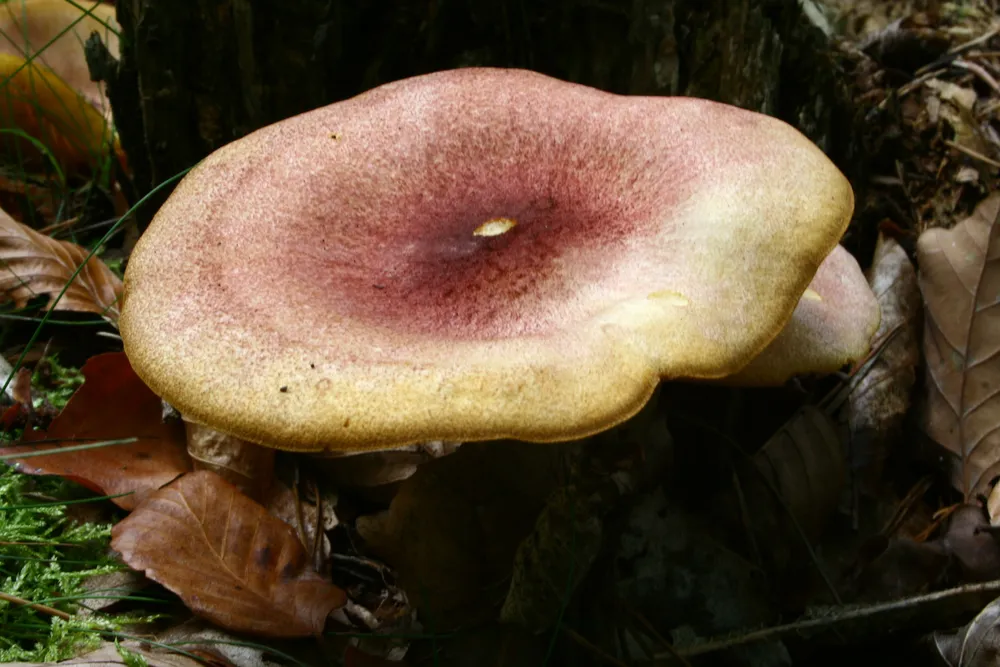Рядовка жовто-червона (Tricholomopsis rutilans)