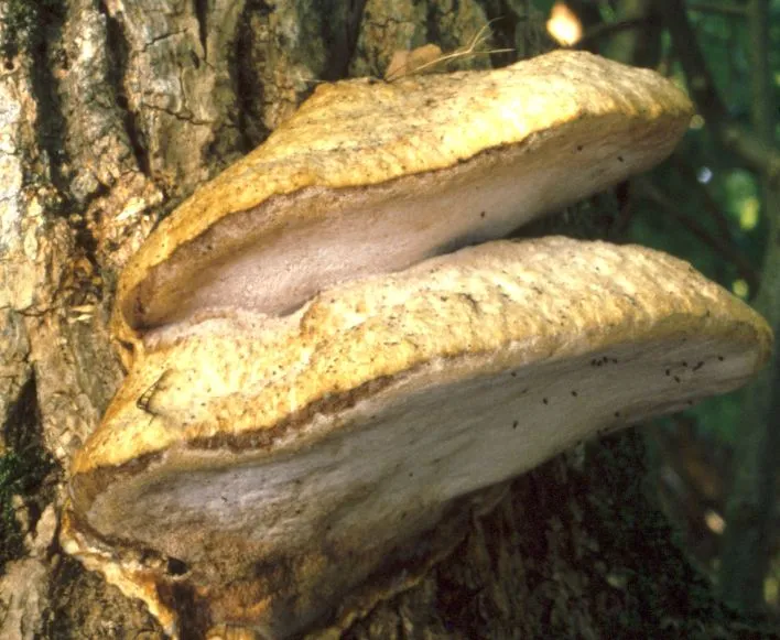 Аурантипор надколотий (Aurantiporus fissilis)