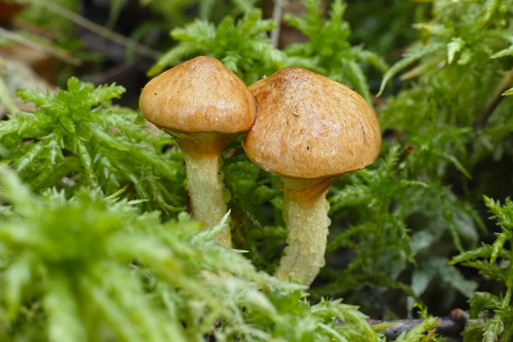 Маслюк болотний (Suillus flavidus)