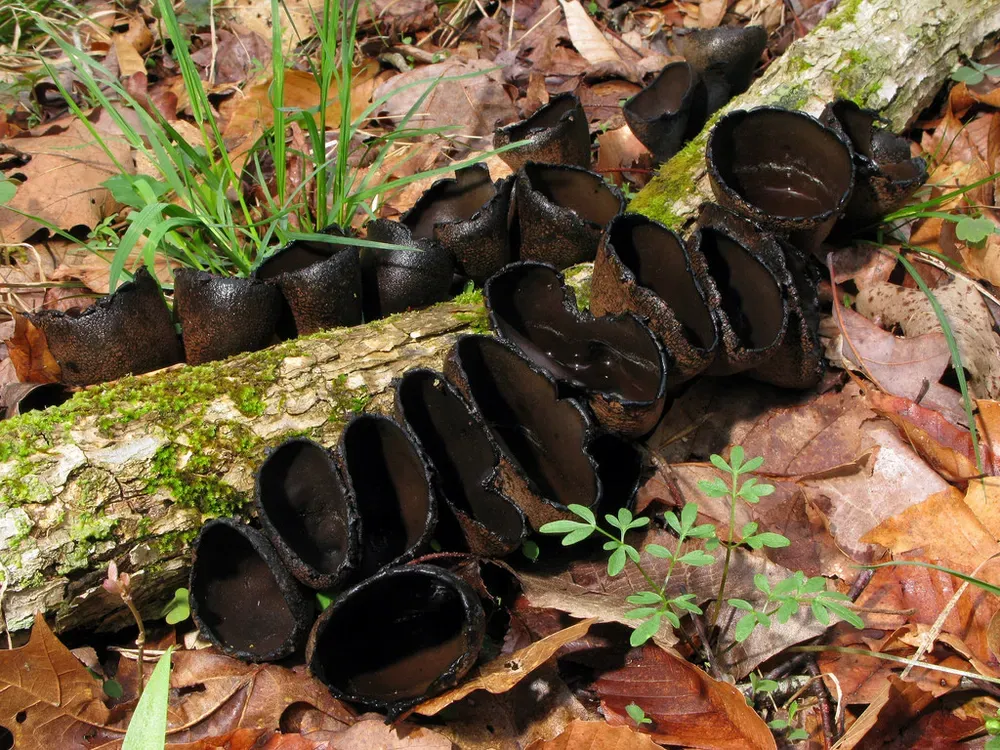 Урнула кратероподібна (Urnula craterium)